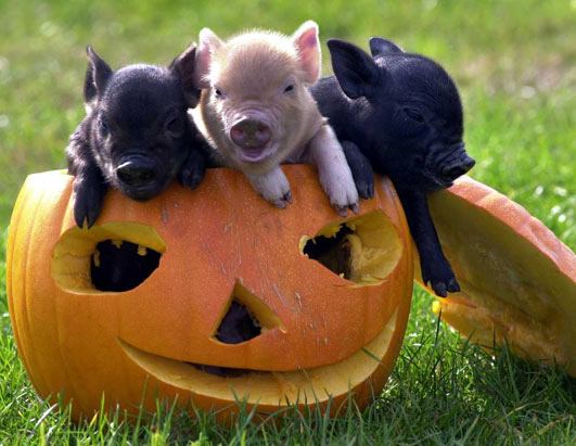 teacup-pigs.jpg