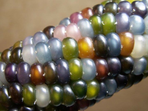 1205-indian-corn-02