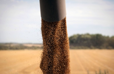 bp41.jpeg Wheat being harvested.