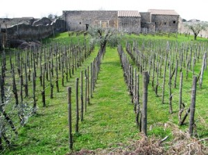 Pompeii vineyard